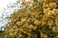 Spring,uncontained.