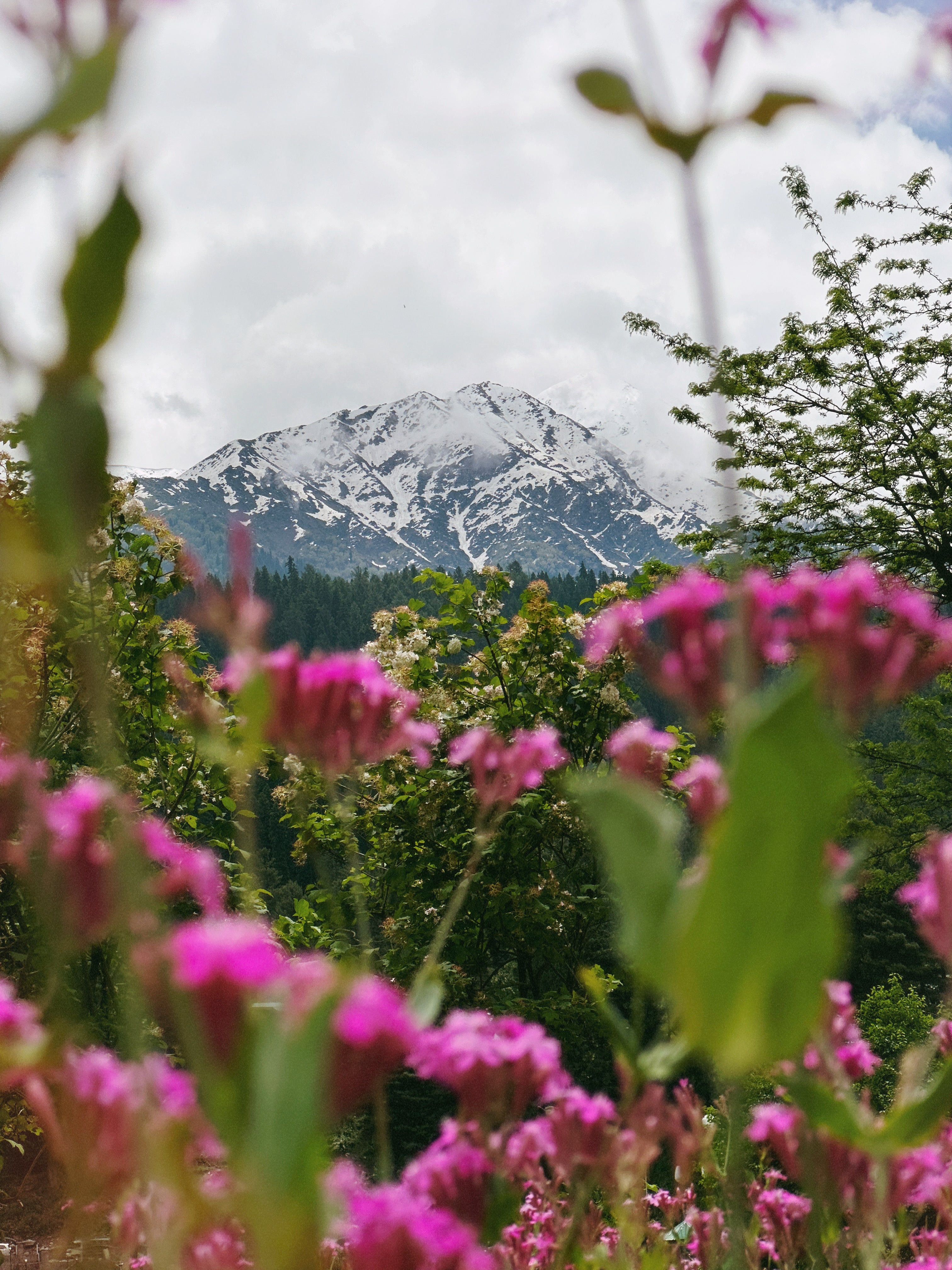 Cold peaks, Warm blooms.