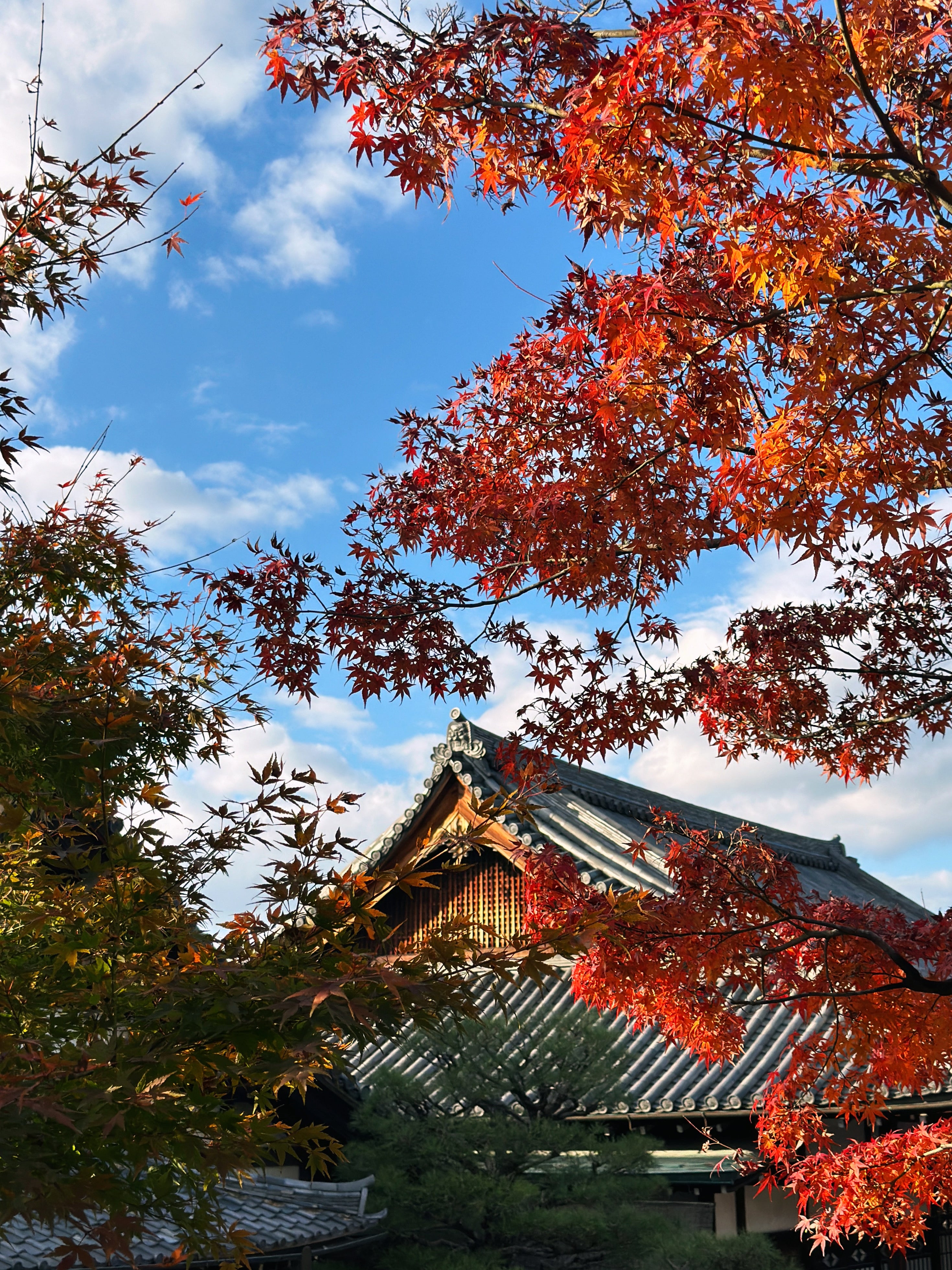 Autumn in Uji